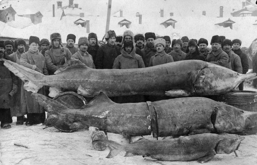 История необычного улова